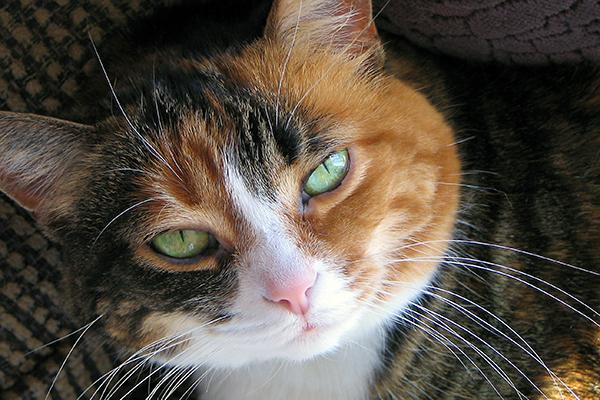 Cerebellar Hypoplasia in Cats - Symptoms, Causes ...