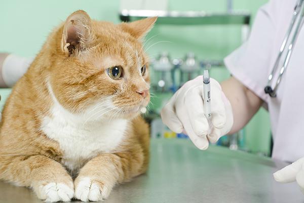 check lungs up cost in Failure Cats Congestive Causes Heart  Symptoms,