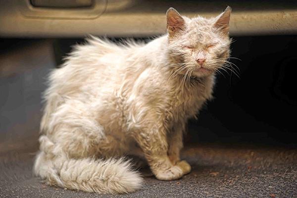 Skin Mite Dermatitis in Cats - Symptoms