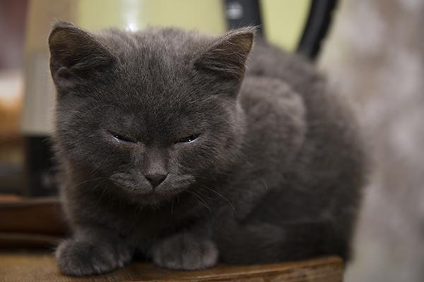Smoke Inhalation in Cats - Symptoms, Causes, Diagnosis ...