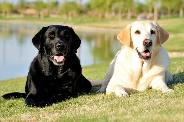 Image Result For Labrador E Golden Retriever Differenze