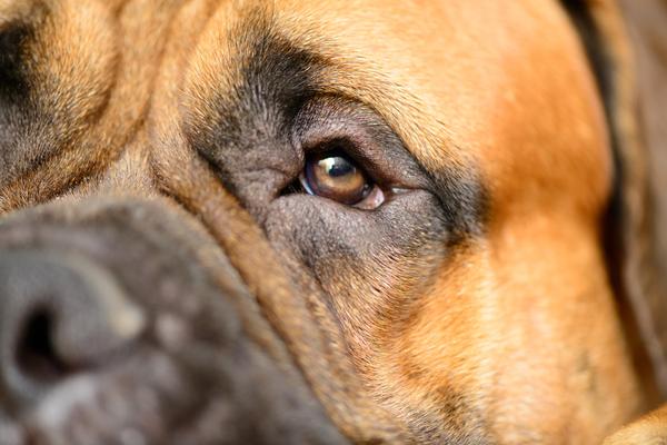 What are the symptoms of concussions in dogs?