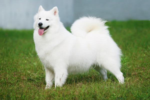 Afbeeldingsresultaat voor american eskimo dog