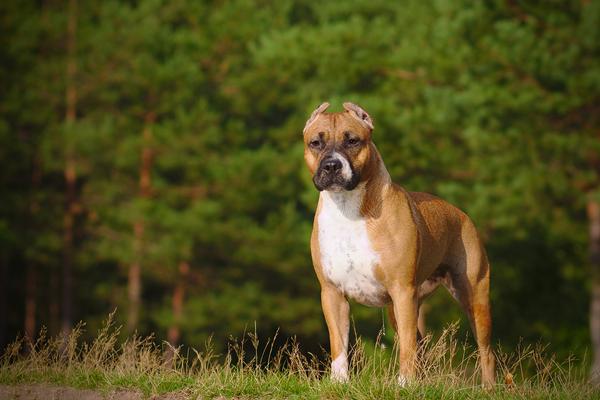 American Staffordshire Terriers - Health, History ...