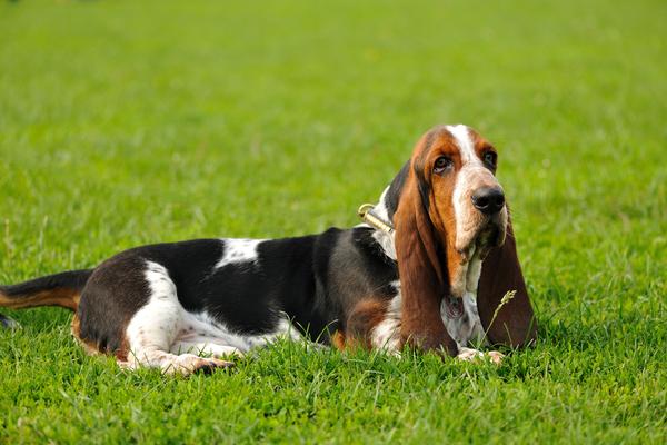 basset-hound-med.jpg
