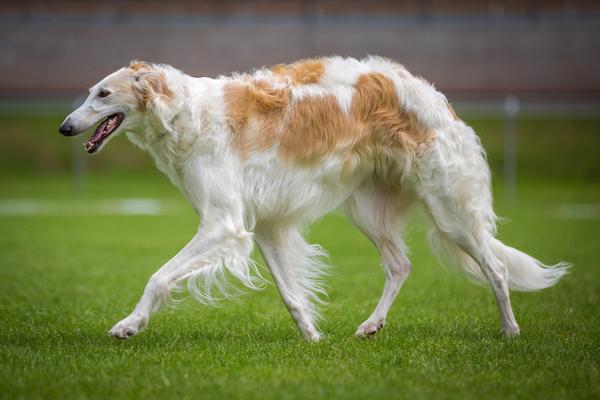 and chart for height weight Appearance, Temperament Health, Borzoi   History,