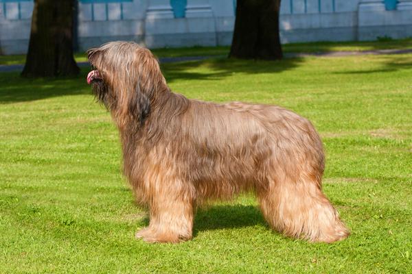 Briards - Health, History, Appearance, Temperament & Maintenance