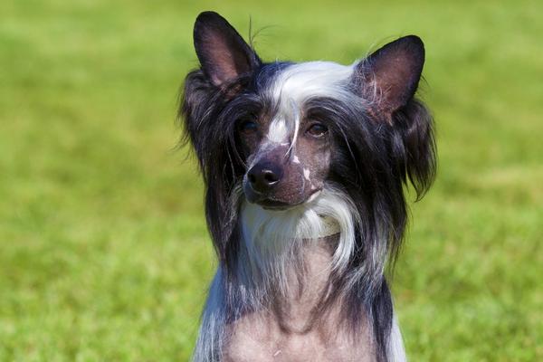 Chinese Crested Dogs - Health, History, Appearance, Temperament 