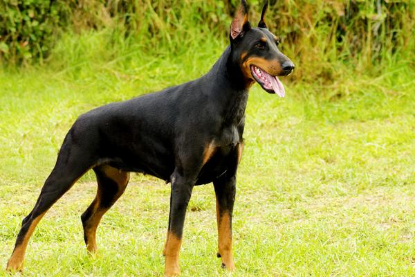 Image result for picture of doberman pinscher