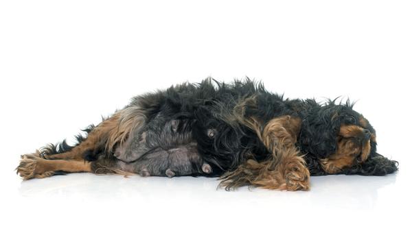 What is the cause of phantom pregnancy in dogs?