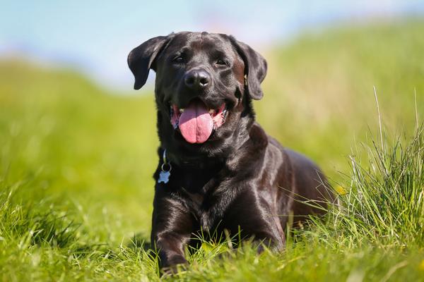 Can Steroids Cause Diarrhea In Dogs Can Steroids Cause Diarrhea In Dogs