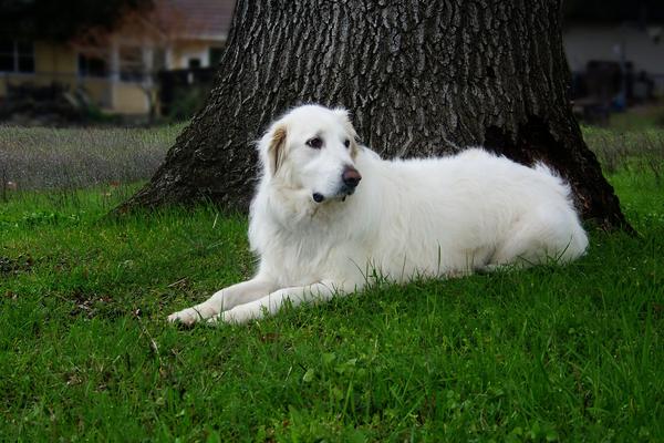 Great Pyrenees - Health, History, Appearance, Temperament & Maintenance