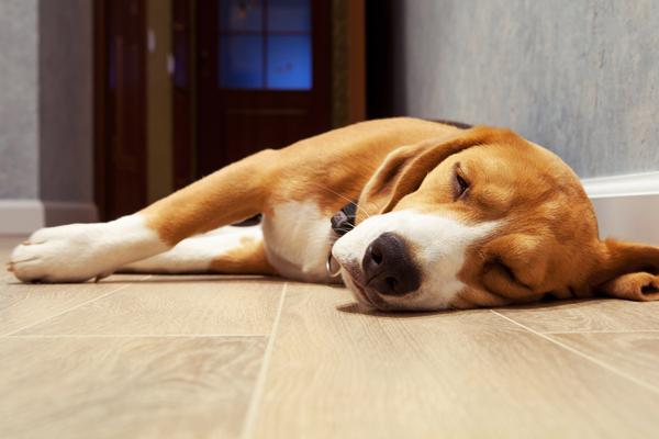 Cephalexin Dogs Seizures Diet