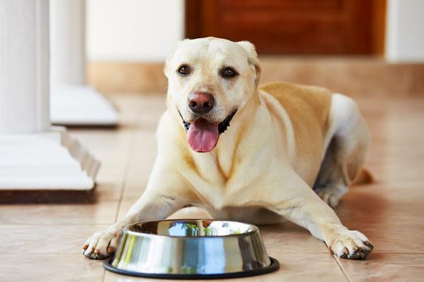 What does it mean if a dog vomits bile and has no appetite?