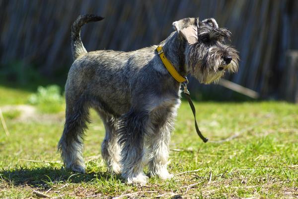 Miniature Schnauzers - Health, History, Appearance, Temperament 