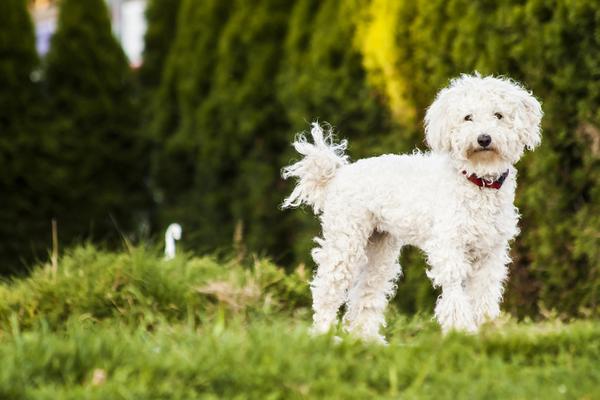 Puli - Health, History, Appearance, Temperament & Maintenance