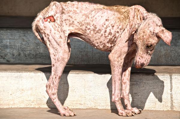 Sarcoptic Mange in Dogs - Symptoms