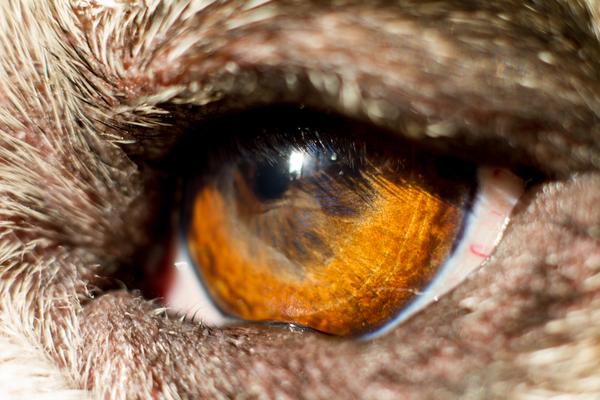 Chalazion in Dogs - Symptoms, Causes, Diagnosis, Treatment ...