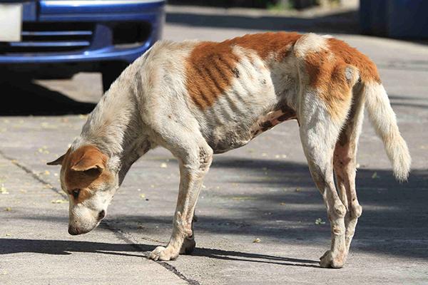 polymyositis in dogs myositis in dogs symptoms causes diagnosis treatment recovery management cost polymyositis in dogs myositis in dogs symptoms causes diagnosis treatment recovery management cost