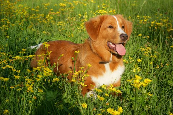 Swollen Face in Dogs - Symptoms, Causes, Diagnosis ...