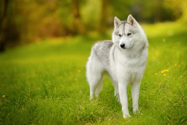 Siberian Huskys - Health, History, Appearance, Temperament & Maintenance